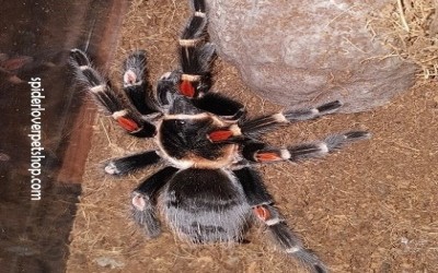 auratum FEMALE JUVI  tarantula